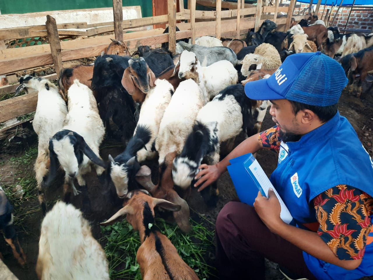Lakukan QC, DT Peduli Lubuklinggau Pastikan Hewan yang Diqurbankan Sehat!